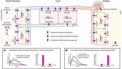 The Role of Uptake and Efflux Transporters in the Disposition of Glucuronide and Sulfate Conjugates